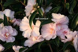 Camellia Winter S Rose Beauty Shot Winter Rose Winter Garden Bloom