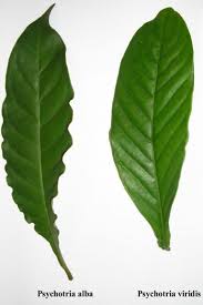 Image result for Psychotria vogeliana