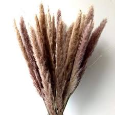 Natural Small Pampas Grass Dried Reed Plumes Phragmites Communis Wedding Decorative Flower Bunch 24 Tall Natura Pampas Grass Decor Grass Decor Reeds Plants