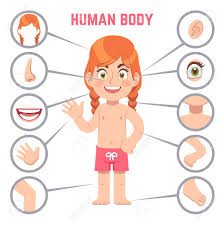 Body parts aroung the chest. Girl Body Parts Human Child With Eye Nose And Chest Head Knee Legs And Arms Ear Cartoon Preschool Education Vector Kid Anatomy Illustration Royalty Free Cliparts Vectors And Stock Illustration Image 129993144