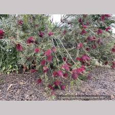 Image result for Callistemon