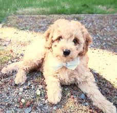 They are very smart puppies! Mini Goldendoodle Puppy For Sale In Bellevue Washington Classified Americanlisted Com