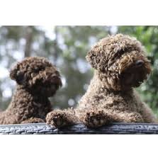 Top quality puppies, imported parents, all health testing done, written guarantee. Lagotto Romagnolo Breeders Australia Lagotto Romagnolo Info Puppies
