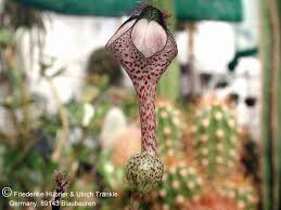 Image result for Ceropegia cimiciodora