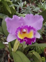 Cattleya Leo Holguin