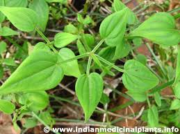Image result for Rubia cordifolia