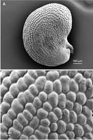 Image result for Paramollugo