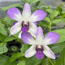 Image result for Dendrobium