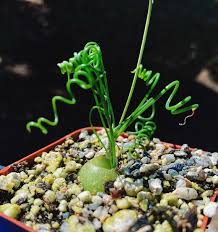 Image result for Albuca sp. no. 1