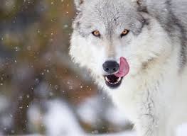 We will be covering an area of some. How To Survive A Wolf Encounter