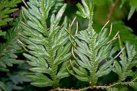 Image result for Selaginellaceae