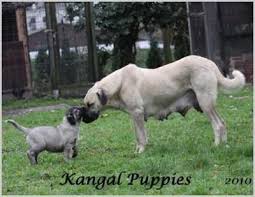 Kangal Dog Hayvanlar Siyah Beyaz Fotografcilik Fotografcilik
