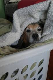 Ahh Warm Laundry Right Out Of The Dryer Feels So Good Baby Beagle Beagle Puppy Beagle