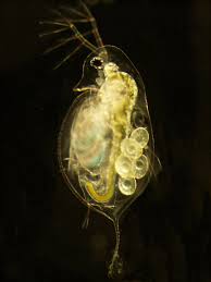 Image result for Distephanus biafrae