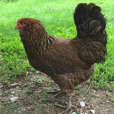 Partridge Olive Egger Chickens Olive Egger Chicken Olive Egger Egg Laying Chickens