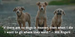 See more ideas about rainbow bridge, pet memorials, pet loss. Dog Gone 20 Inspirational Quotes About Losing A Dog Terribly Terrier