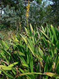 Image result for Wachendorfia