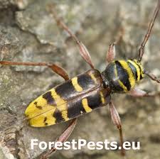 Image result for Hypolytrum pynaertii