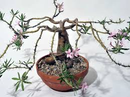 Image result for Pachypodium