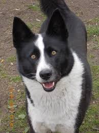 Image result for karelský medvědí pes