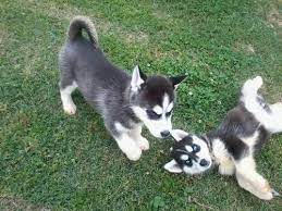 Husky puppies for sale in nc craigslist husky puppies for sale in charlotte, nc husky puppies for sale near me husky puppies for sale $100 husky puppies for sale greensboro, nc siberian husky puppies. Akc Black White Siberian Husky Puppies For Sale For Sale In Goldsboro North Carolina Classified Americanlisted Com