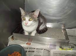 Jefferson County Animal Control Adoption Search Results Animals Animal Control Cat Adoption