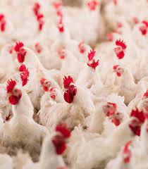 In 1992, modernized closed house farms with kee song agriculture was established in seremban, malaysia to meet demand of the hatchery and breeding business in malaysia. Breeder Broiler Farming Mfm Dindings Poultry