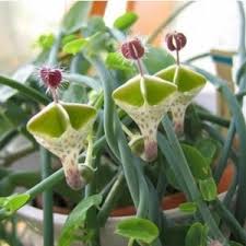 Image result for Ceropegia mirabilis