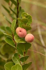 Image result for Chrysobalanaceae