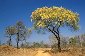 Image result for Acacia nigrescens