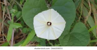 Image result for Ipomoea sinensis