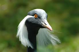 Image result for Demoiselle Crane