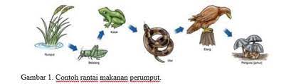 Rantai makanan sering digunakan sebagai ilustrasi untuk memahami proses makan dan dimakan yang terjadi pada makhluk hidup. Rantai Makanan Pengertian Jenis Jaring Contoh Gambar