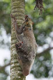 Sunda Flying Lemur Fyap2065 Unusual Animals Rare Animals Wildlife Animals