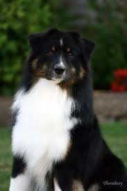 All Black Australian Shepherd Puppy All Australian Shepherds All The Time My Roxie Was Beautiful Like This I Miss Yo Australian Shepherd Dogs Australian Shepherd Black Tri Australian Shepherd