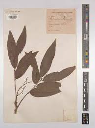 Image result for Lepisanthes senegalensis