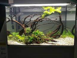 aquarium aquascaping おしゃれまとめの人気アイデア pinterest carlos iniguez アクアリウム