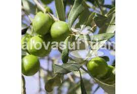 Dikimde fidanlar arası ortalama 5 metre mesafe kalmalıdır. Zeytin Fidani Ayvalik 40 60 Cm