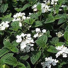 Image result for Lantana moldenkei