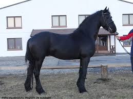 Blog De Vanzare ArmÄƒsar Rasa Friesian 4 Ani Equitana