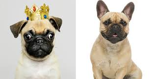 When comparing the pug vs bulldog, price should be one of your first considerations. Pug Vs French Bulldog Which Is The Best Companion Dog The Daily Tail