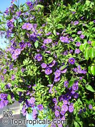 Image result for Lycianthes rantonnetii