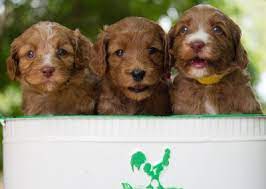 If you are unable to find your australian labradoodle puppy in our puppy for sale or dog for sale sections, please consider looking thru thousands of australian labradoodle dogs for adoption. Australian Labradoodle Puppies Nc Ausm Labradoodles