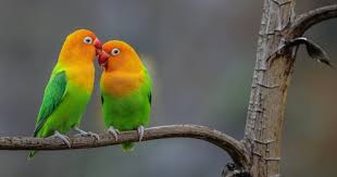 Image result for tbn:ED285OK8yRCGdM::www.hawanaajd.com/backgd/data/media/4/Wallpapers_-_Parrots_-_01.jpg