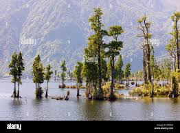 Image result for Huperzia dacrydioides