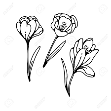 Embed this art into your website: Crocus Flowers Spring Primroses Set Outline Black White Sketch Royalty Free Cliparts Vectors And Stock Illustration Image 138825699