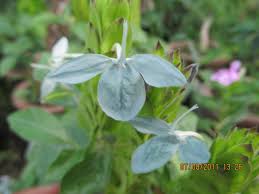 Image result for Ecbolium clarkei