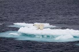 The signs of global warming are everywhere, and are more complex than just climbing temperatures. The Effects Of Global Warming On Animals