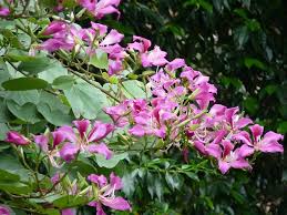 Image result for Bauhinia bowkeri