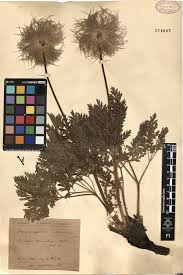 Image result for Sida hoepfneri